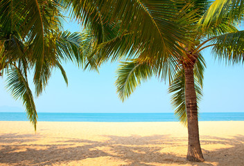 Obraz na płótnie Canvas Palmy na plaży