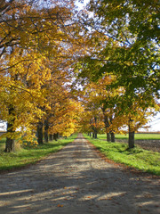 Rural laneway with autumn trees