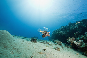 lionfish