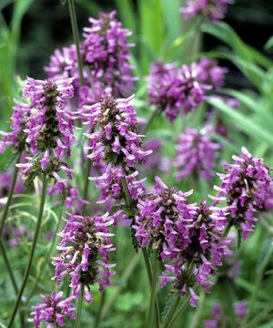 Ziest, Echter, Stachys officinalis