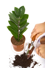 House plant care: Zamioculcas.  Plant care