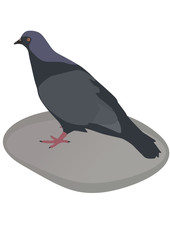 Dark pigeon