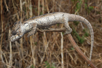 Chamäleon Madagaskar 34