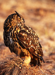 stock owl 3