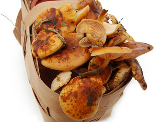 fresh mushrooms in the white background