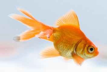 Goldfish