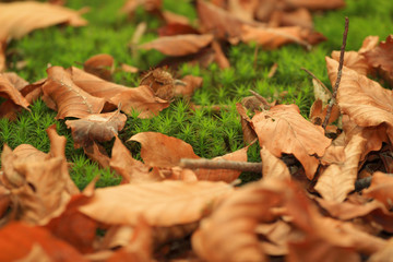Autumn