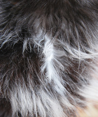 Differently colored cat fur in close-up