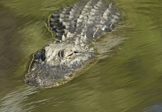 Alligator in Motion