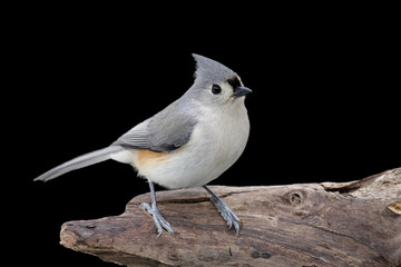 Titmouse On A Stump