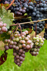 Grapevine