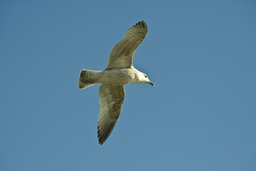 möwe