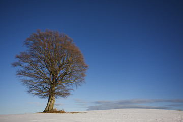 albero solitario