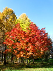 Naklejka premium the autumn landscape