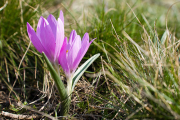 crocus