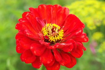 Red dahlia