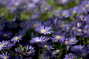 purple japanese anemone flowers