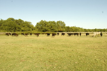 troupeau de vaches camargaises