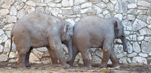 Fototapety  Słonie indyjskie