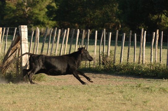 taureau de camargue