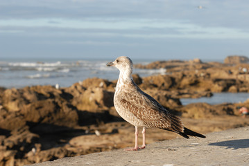 goéland devant l'océan