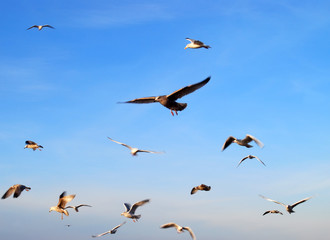 Flock of seagulls