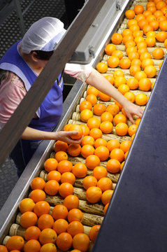 factory of oranges