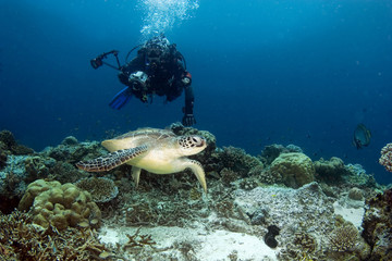 Turtle and photographer