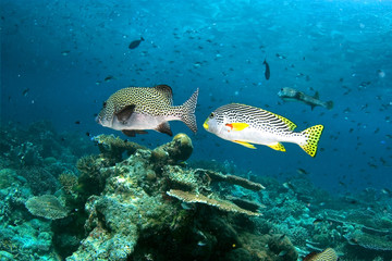 Two fishes (blackspotted sweetlips)