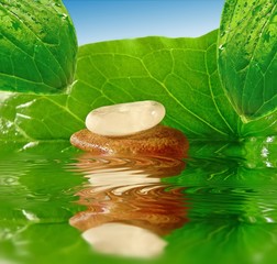 arum and pebbles in the water,fresh atmosphere.