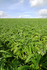 Fototapeta premium campo coltivato di carciofi