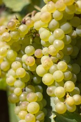 white wine grape