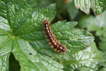 Caterpillar of the knot grass moth