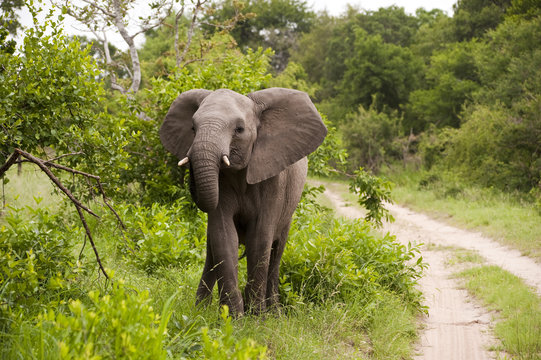 Fototapeta Young Elephant Mock Charging on safari in south africa.