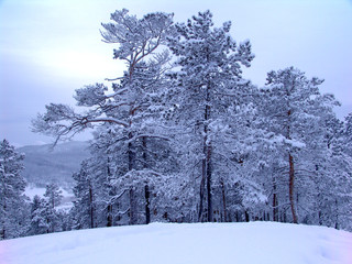 Zeya, Winter, Fairy forest, taiga, tundra, Siberia, far east