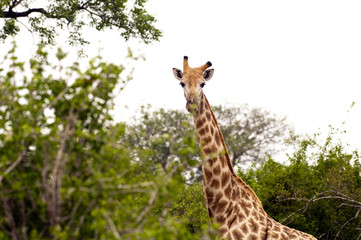 Giraffes in Kruger Park