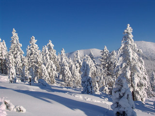 Fototapeta na wymiar Zeya, Winter, Fairy forest, taiga, tundra, Siberia, far east