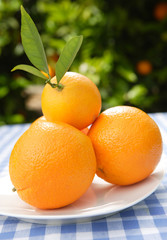 oranges - composition