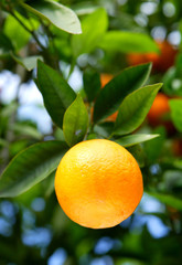 orange on a tree