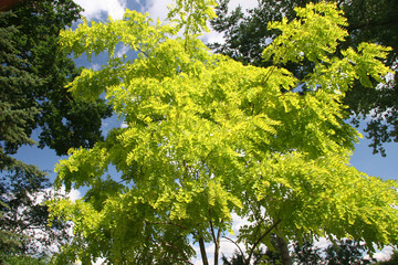 Robinienbl&auml;tter