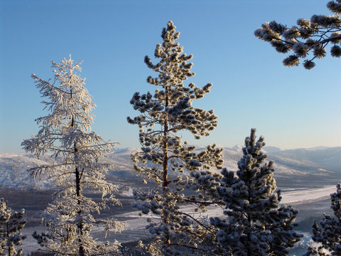 Zeya, Winter, Fairy forest, taiga, tundra