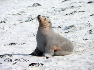 sealion on the beach