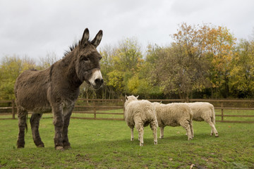 donkey and sheeps.  Local farm. London