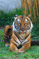 Fototapeta premium orange tiger sitting in green grass