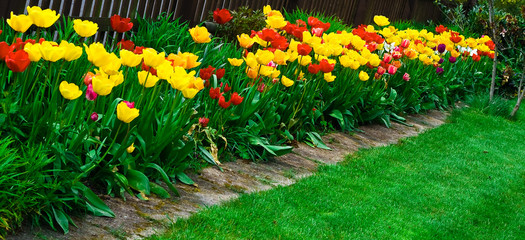 ao_080427_1146.jpg tulpe