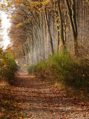 Field road along the misty autumn forest