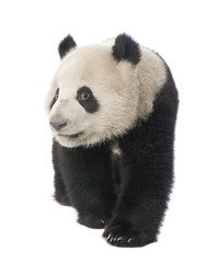Giant Panda (18 months) - Ailuropoda melanoleuca © Eric Isselée