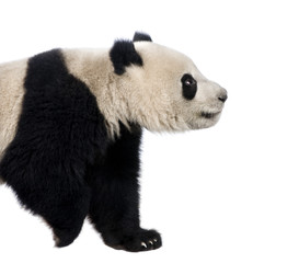 Naklejka premium Giant Panda (18 miesięcy) - Ailuropoda melanoleuca