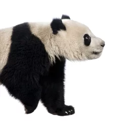 Crédence de cuisine en verre imprimé Panda Panda géant (18 mois) - Ailuropoda melanoleuca