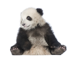 Giant Panda (6 months) - Ailuropoda melanoleuca © Eric Isselée